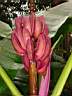 evolution de la fleur � la banane