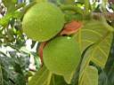 fruit de l'arbre � pain 