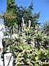 jardin botanique � eze