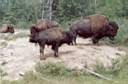 Bisons � st F�licien