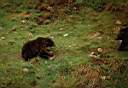 Parc de Gasp�sie ...un ours brun !
