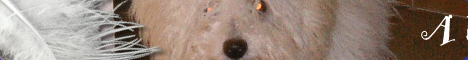 chez Cynthia,  une charmante jeune fille passionn�e d'animaux !