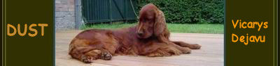 Nadine notre amie belge et son beau setter DUST