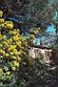 mimosa en fleurs