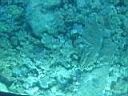 les fonds marins � Hurghada