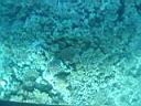 fonds marins � Hurghada