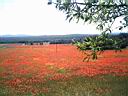 un champ de coquelicots vers AUPS (VAR)