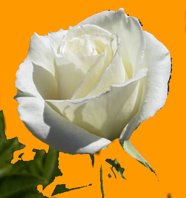 des fleurs pour nos chers disparus.. 