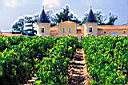 la vigne vers Bordeaux