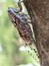 cigale pos�e sur un de nos arbres