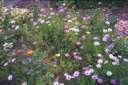 un parterre fleuri