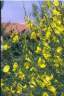 genets en fleurs mois de Mai