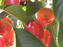 cerises en Juin