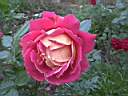 une de nos roses