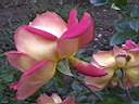 une de nos plus belles roses