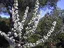 cerisier en fleurs