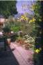 une vue du jardin avec les genets fleuris en Mai