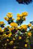 le mimosa en Janvier