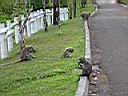 Les macaques � grand Bassin