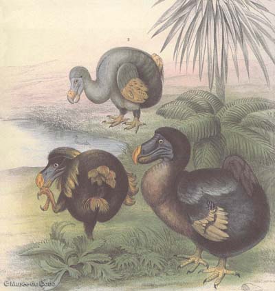 colonie de dodos ! h�las disparus !