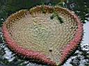 N�nuphar geant, environ un m�tre de diam�tre !