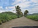 all�e de cocotiers vers le Val