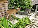 Domaine du Chasseur, une biche apprivois�e !