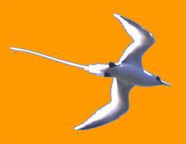 ce superbe oiseau : (le "PAILLE EN QUEUE") est avec le Dodo, l'oiseau f�tiche de l'ile Maurice ...