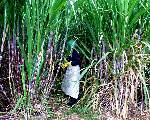 la canne pr�te pour �tre coup�e 