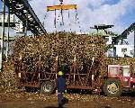 arriv�e de la canne � l'usine