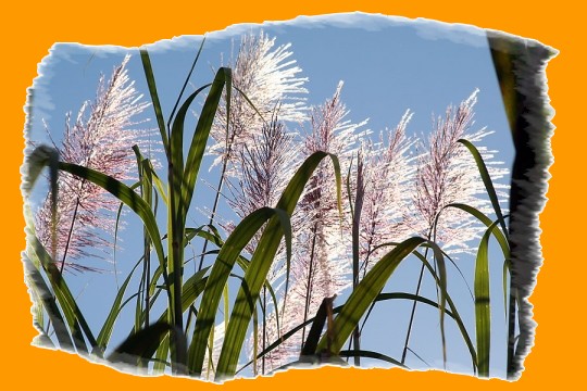 la Canne � sucre en fleurs !