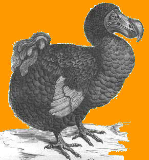 Le Dodo embl�me de l'ile Maurice, oiseau disparu depuis le 18eme si�cle !