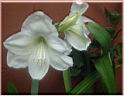 image de denise et Sydney : fleur de leur jardin