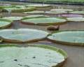 nenuphars g�ants � Pamplemousses