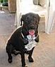 "Bandit" le chien de Lise notre petite fille