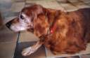 Maya 1986/2000 setter-epagneul de Jeanine et Eric 