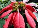 le poinsetia !