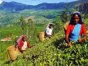 Cueillette du th� au Sri Lanka