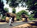 charettes � buffles