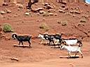troupeau de ch�vres dans monument valley 