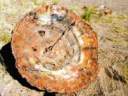 Foret p�trifi�e