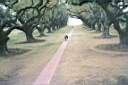 plantation Oak Alley  allee de magnifique ch�nes centenaires